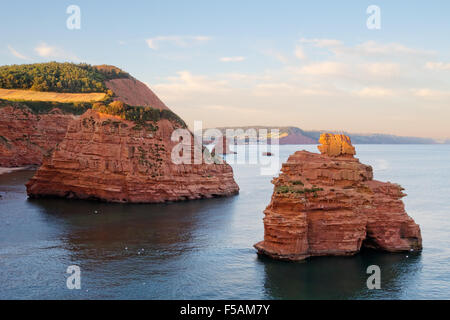 Ladram Bay aus rotem Sandstein Stacks, Abend. Stockfoto