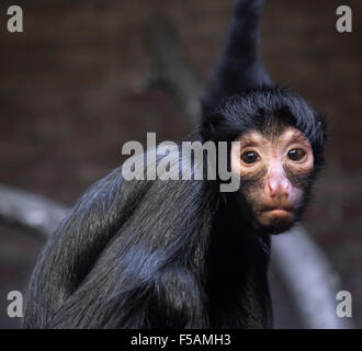 Der Affe in die Kamera schaut Stockfoto