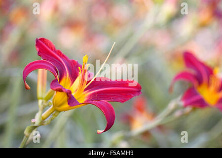 Hemerocallis "Stafford". Tief rote Taglilie Blüte eine krautige Grenze. Stockfoto