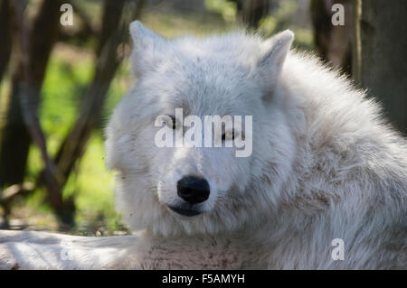 Fünf Schwestern Zoo, Polbeth, Livingstone, Schottland. Arktischer Wolf. Stockfoto