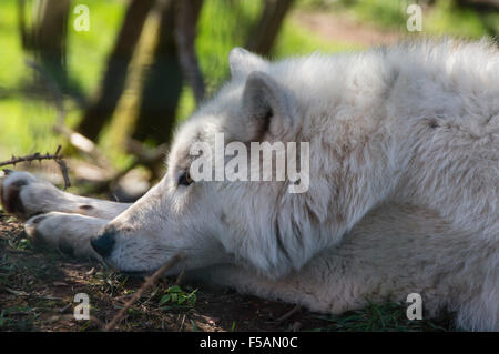 Fünf Schwestern Zoo, Polbeth, Livingstone, Schottland. Arktischer Wolf. Stockfoto