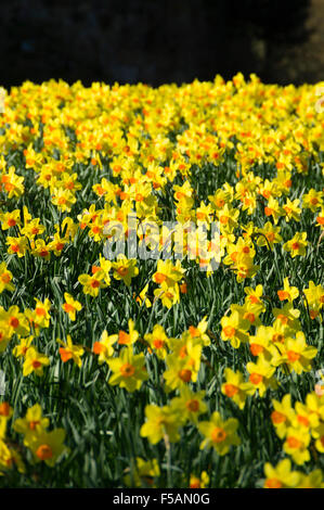 Alnwick Castle, Northumberland, UK. Frühling Narzissen im Sonnenschein. Stockfoto