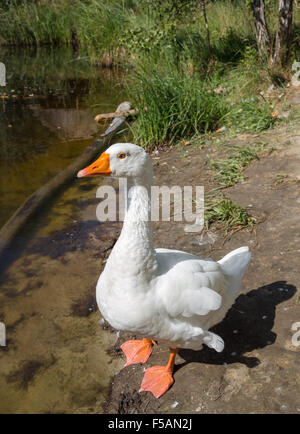 Weiße Gans an der Seite ein Sees. Stockfoto