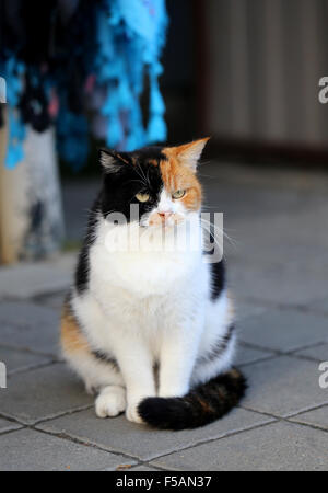 Schöne drei farbige Katze fotografiert hautnah Stockfoto