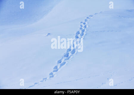 Tierspuren im Schnee, natürlichen Hintergrund Stockfoto