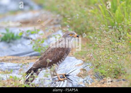 Grau-faced Buzzard (Butastur Indicus) in Japan Stockfoto