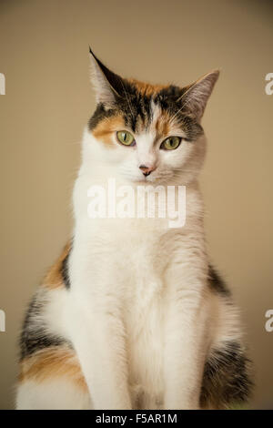 Molly, eine Glückskatze sitzen Stockfoto