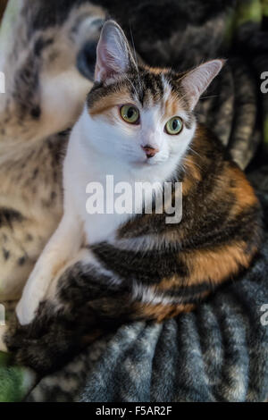 Molly, eine Glückskatze ruht bequem auf einer Decke auf einer Runde Stockfoto