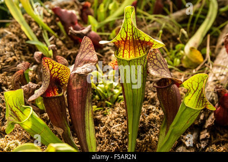 Amerikanische Schlauchpflanze (Sarracenia) an der Franklin Park Conservatory und Botanischer Garten in Columbus, Ohio. Stockfoto