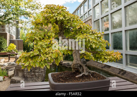 Koreanische Hainbuche (Carpinus Turczaninovii) Bonsai-Baum im Franklin Park Conservatory und Botanischer Garten in Columbus, Ohio. Stockfoto