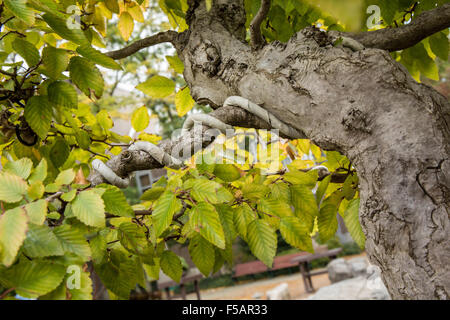 Koreanische Hainbuche (Carpinus Turczaninovii) Bonsai-Baum im Franklin Park Conservatory und Botanischer Garten in Columbus, Ohio. Stockfoto