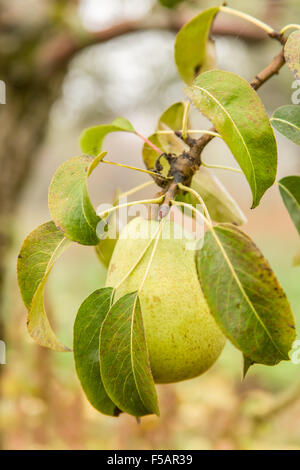 Nahaufnahme von Bartlett Birnen wachsen in der Nähe von Hood River, Oregon, USA Stockfoto
