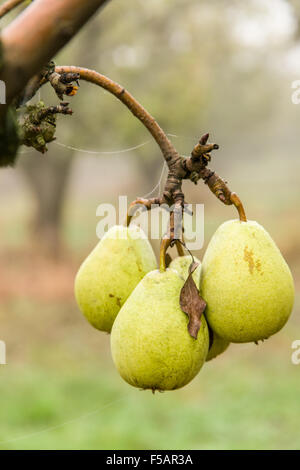 Nahaufnahme von Bartlett Birnen wachsen in der Nähe von Hood River, Oregon, USA Stockfoto