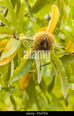 Kastanienbäume auf der Nella Chestnut Farm in der Nähe von Hood River, Oregon, USA.  Dies ist halt #11 auf 2014 Fruit Loop. Stockfoto