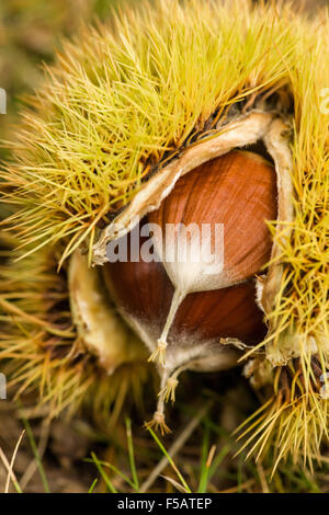 Kastanien auf dem Boden an der Nella Chestnut Farm in der Nähe von Hood River, Oregon, USA.  Dies ist halt #11 auf 2014 Fruit Loop. Stockfoto