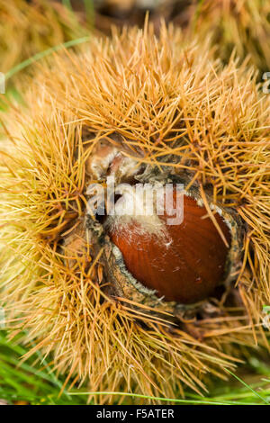 Kastanien auf dem Boden an der Nella Chestnut Farm in der Nähe von Hood River, Oregon, USA.  Dies ist halt #11 auf 2014 Fruit Loop. Stockfoto