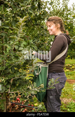 Junge Frau pflücken Äpfel in den Kiyokawa Familie Obstgärten in der Nähe von Hood River, Oregon, USA. Stockfoto