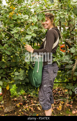 Junge Frau pflücken Äpfel in den Kiyokawa Familie Obstgärten in der Nähe von Hood River, Oregon, USA. Stockfoto