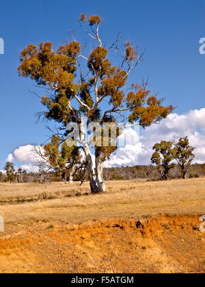 Australien: River Red Gum (Eucalyptus Camaldulensis), Snowy Mountains, New South Wales Stockfoto