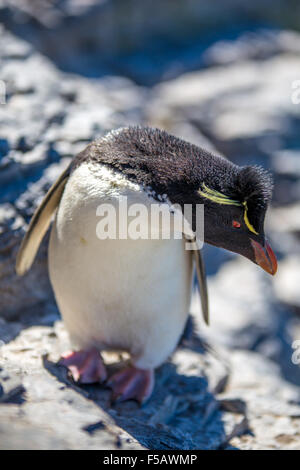 Felsenpinguin, Te Seite biegen. Düsterer Insel, Falkland-Inseln Stockfoto