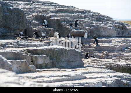 Rockhopper-Pinguin-Kolonie Bleaker Island, Falkland-Inseln Stockfoto