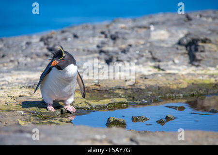 Felsenpinguin (Eudyptes Chrysocome) Rock Pool. Düsterer Insel, Falkland-Inseln Stockfoto