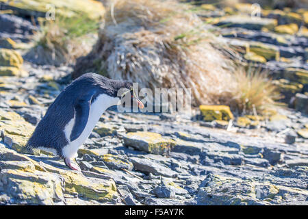 Rockhopper Penguin auf Felsen in Kolonie Bleaker Island, Falkland-Inseln Stockfoto