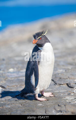 Felsenpinguin (Eudyptes Chrysocome) auf den Felsen vom Ozean in Kolonie, Bleaker Island, Falkland-Inseln Stockfoto