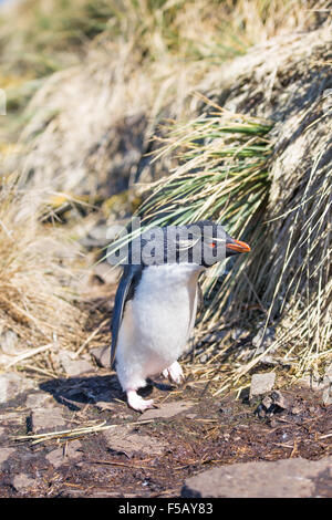 Felsenpinguin (Eudyptes Chrysocome) zu Fuß in die Kolonie. Düsterer Insel, Falkland-Inseln Stockfoto