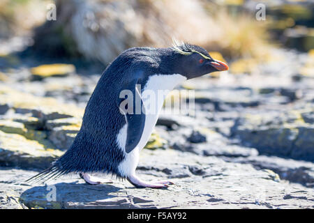 Rockhopper Penguin schreiten in Kolonie, Bleaker Island, Falkland-Inseln Stockfoto