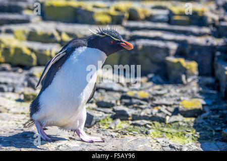 Rockhopper Penguin Wandern in Kolonie. Düsterer Insel, Falkland-Inseln Stockfoto