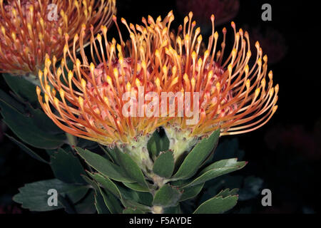 Mossel Bay Nadelkissen / große getuftet Nadelkissen Blume [breit gefasst Nadelkissen Gruppe] - Leucospermum Praecox - Familie Proteaceae Stockfoto