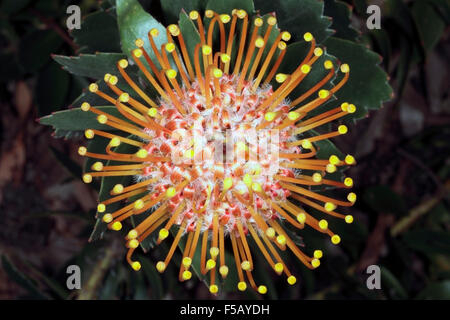 Mossel Bay Nadelkissen / große getuftet Nadelkissen Blume [breit gefasst Nadelkissen Gruppe] - Leucospermum Praecox - Familie Proteaceae Stockfoto