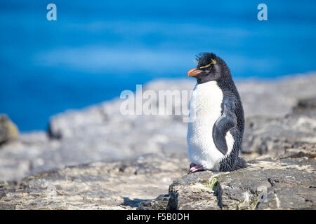 Felsenpinguin (Eudyptes Chrysocome) auf Felsen in der Kolonie. Düsterer Insel, Falkland-Inseln Stockfoto