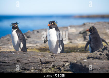 Drei Rockhopper Penguins Kolonie. Düsterer Insel, Falkland-Inseln Stockfoto