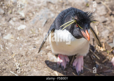 Felsenpinguin (Eudyptes Chrysocome) auf der Suche nach oben. Düsterer Insel, Falkland-Inseln. Stockfoto