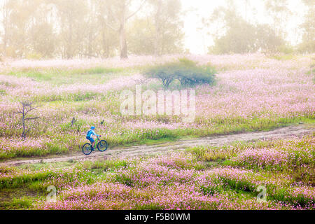 Mountainbiker reitet durch wilde Kosmos Blumenwiesen in der Nähe von Morelia, Michoacan, Mexiko. Stockfoto