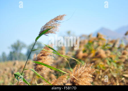 Eine große Gruppe von gemeinsamen Reed hautnah Stockfoto