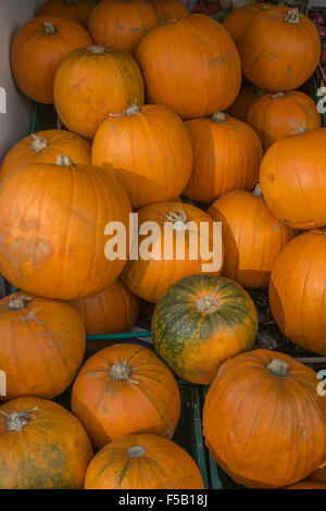 Haufen von Halloween Kürbisse auf Verkauf im Ladengeschäft nächsten (Cornwall). Stockfoto