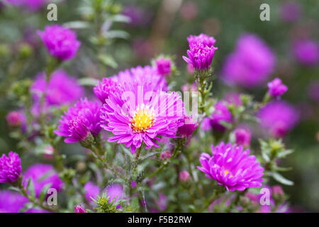 Aster Novi-Belgii 'Erica' blüht. Stockfoto