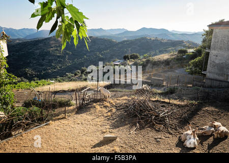 Ziegen ruht in einem Stift in den Berg Dorf Anogia auf Kreta in Griechenland Stockfoto