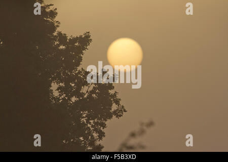 Wimbledon London, UK. 1. November 2015. Die Sonne bricht durch dichten Nebel in Wimbledon an einem kalten Novembermorgen Credit: Amer Ghazzal/Alamy Live-Nachrichten Stockfoto