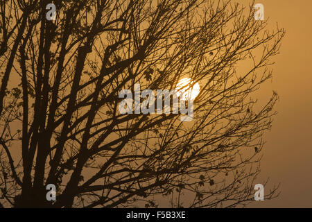 Wimbledon London, UK. 1. November 2015. Die Sonne bricht durch dichten Nebel in Wimbledon an einem kalten Novembermorgen Credit: Amer Ghazzal/Alamy Live-Nachrichten Stockfoto