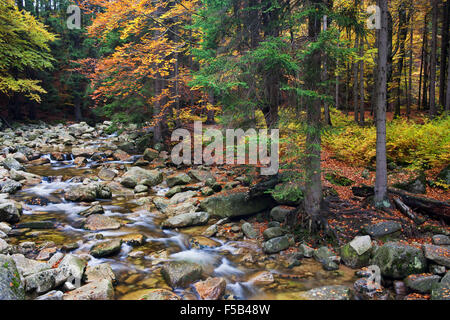 Mumlava Stream im Herbstlaub Riesengebirge - Riesengebirge, Sudeten, Riesengebirge, Tschechische Republik. Stockfoto