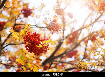 Rowan Äste im Herbst Stockfoto