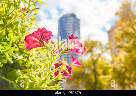 Rote Blüten von Petunien Pflanzen blühen vor Stadt Gebäude Hintergrund Stockfoto