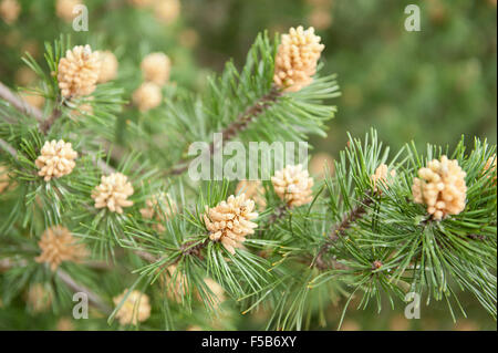 Pinus Mugo pine blühende Pflanze im Mai, immergrüner Kleinstrauch genannt Latschenkiefer oder Creeping Kiefer, Frühjahr frisch hell braun Stockfoto