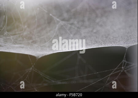 Wimbledon, London, UK. 1. November 2015. Nebel und Nacht Tau erstellen Wassertropfen auf Spinnweben in einem Londoner Garten. Bildnachweis: Jardinimages/Alamy Live-Nachrichten Stockfoto
