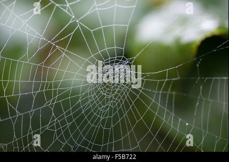 Wimbledon, London, UK. 1. November 2015. Nebel und Nacht Tau erstellen Wassertropfen auf Spinnweben in einem Londoner Garten. Bildnachweis: Jardinimages/Alamy Live-Nachrichten Stockfoto
