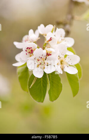 Weiße Birne Blütenstand Detail, Blüten Zweig Makro, Pyrus Baum lebendige Ausblühungen im April früh Frühling... Stockfoto